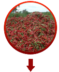 Chilly Spices manufacturer
